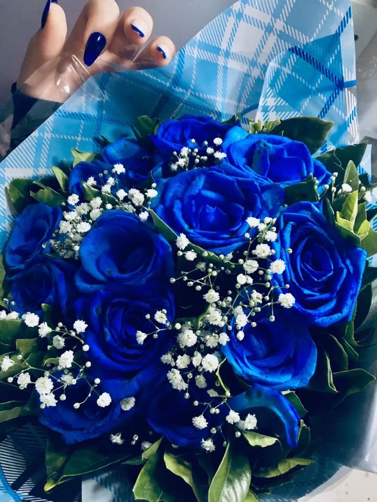 Doz Color Roses Wrap